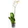 White Phalaenopsis orchid in a pot. Ekaterinburg